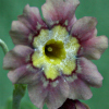 Auricula Old Pink Dusty Miller - Abriachan Nurseries